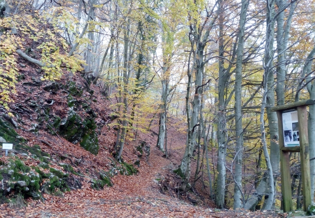 Ecosystem in FSC-certified forest in Lombardy, Italy